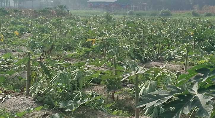 সিংগাইরে শত্রুতার বলি ৬০ বিঘা জমির পেঁপে গাছ