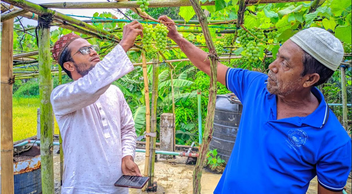 শ্রীমঙ্গলে মসজিদের ছাদে থোকায় থোকায় ঝুলছে আঙুর, লাভের স্বপ্ন বুনছেন ফারুক