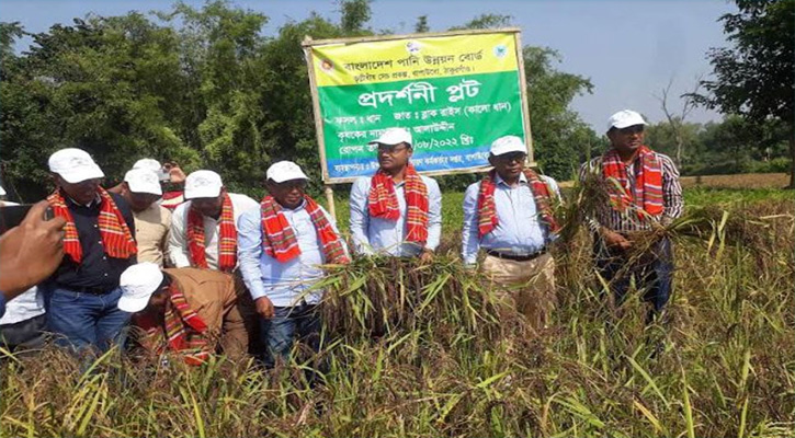 ঠাকুরগাঁওয়ে পরীক্ষা মূলক কালো ধান চাষে পানি উন্নয়ন বোর্ডর চমক