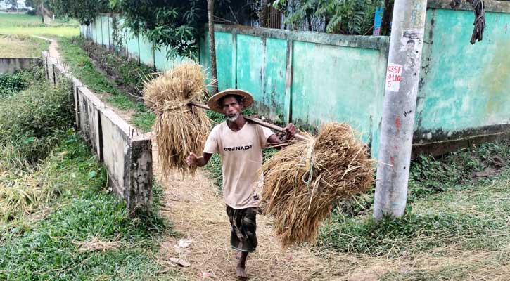 শ্রীমঙ্গলে রোপা আমন ধান কাটা ও মাড়াই উৎসবে মেতেছেন চাষিরা