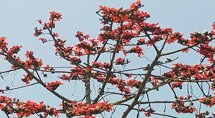 রক্তরাঙা শিমুল ফুল প্রকৃতিতে ছড়াচ্ছে মুগ্ধতা
