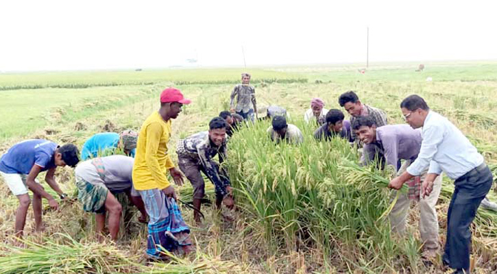 হবিগঞ্জের হাওরে  বোরো ধান উৎপাদন লক্ষ্যমাত্রা অতিক্রম করেছে