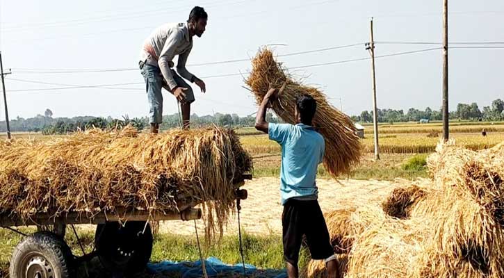 খরচের তুলনায় ধানের দাম কম