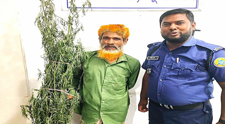 মির্জাগঞ্জে গাঁজার গাছসহ মাদকসেবী ও শ্রমিকলীগের সাবেক সভাপতি গ্রেফতার