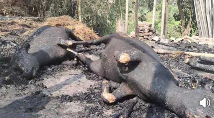 সিংগাইরে অগ্নিকান্ডে গবাদি পশু পুড়ে ছাই, কৃষকের মাথায় হাত