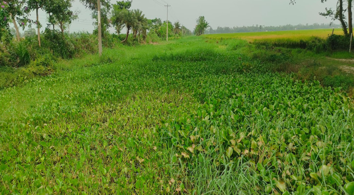 কালাইয়ে ৮ কিমি দীর্ঘ জলাশয় ৪০ বছর ধরে দখলদারদের কবলে