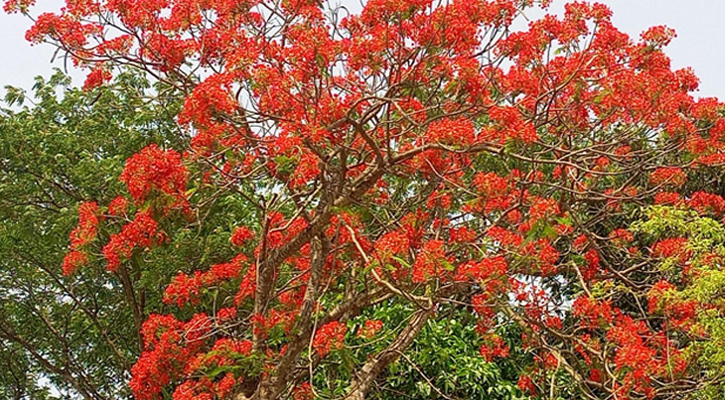 ফরিদপুরে কৃষ্ণচূড়া ফুলে প্রকৃতির রঙিন  ছড়াচ্ছে