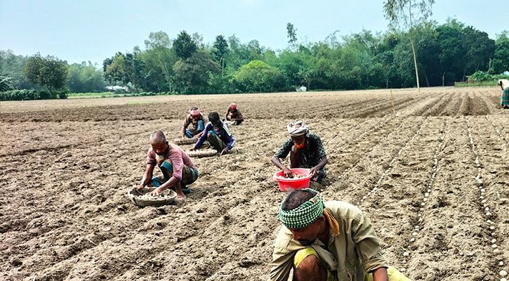 নীলফামারীতে আগাম আলু চাষে অভাব এখন অতীত