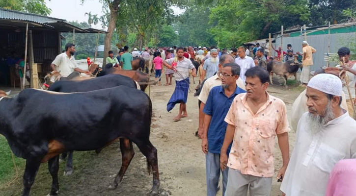 সরিষাবাড়ীতে কুরবানীর পশু বিক্রির অবৈধ  হাট রাজস্ব বঞ্চিত সরকার