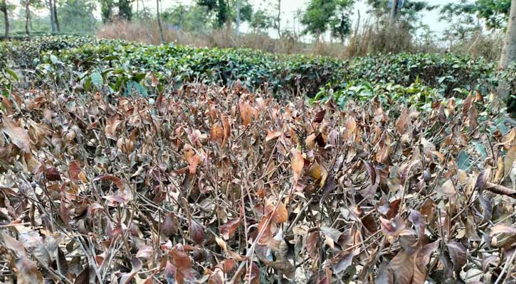মৌলভীবাজারে তাপদাহ ও বৃষ্টির অভাবে চা শিল্পে ক্ষতির শঙ্কা