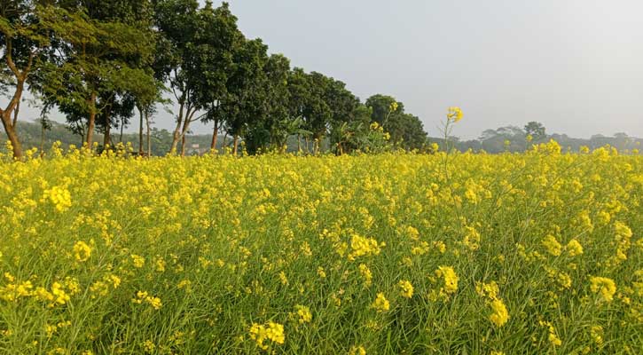 মাদারীপুরে সরিষার বাম্পার ফলন হলেও নায্য দাম নিয়ে শঙ্কা