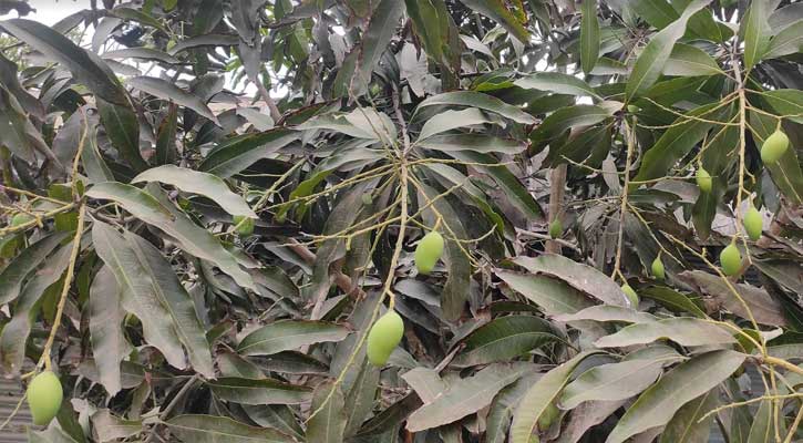 ভাঙ্গুড়ায় প্রচণ্ড খরায় ঝরে পড়ছে আম-লিচুর গুটি