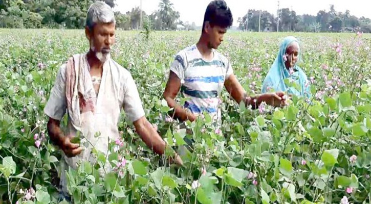 নরসিংদীতে ফুলে ফলে ভরে গেছে আশ্বিনা শিমের মাচা