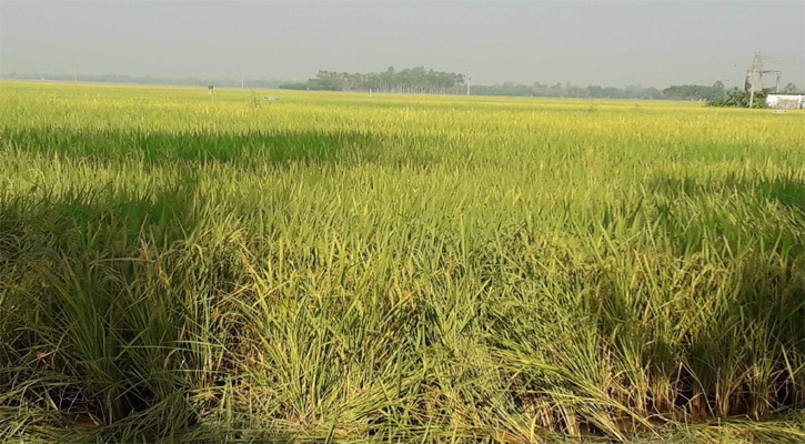 তানোরে আমনের মাঠজুড়ে শোভা ছড়াচ্ছে সোনালী ধানের শীশ 