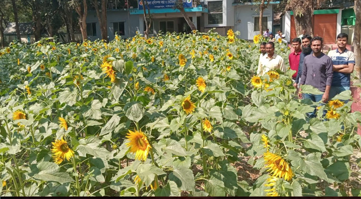 সাদুল্লাপুর প্রানি সম্পদ অফিস চত্বরে সূর্যমুখীর হাসি
