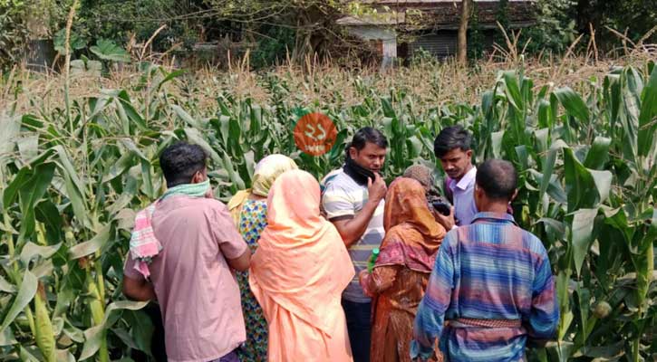 সিংগাইরে জিডির পরদিন বাড়ির পাশের ভুট্টাক্ষেতে মিললো অটোচালেকর মরদেহ