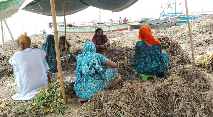 রাজবাড়ীতে বাদাম তোলা ও শুকানোয় ব্যস্ত কৃষক