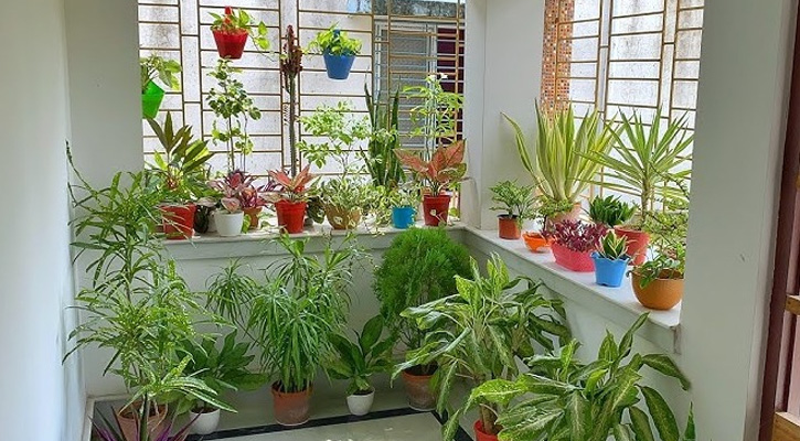 বারান্দার রোদেলা কর্নারে রাখবেন যেসব গাছ