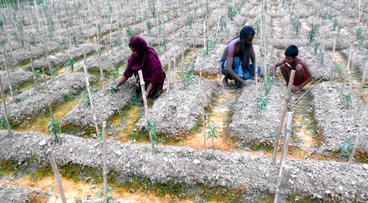 আলুর লোকসানে এবার আতংকিত মরিচ চাষীরা