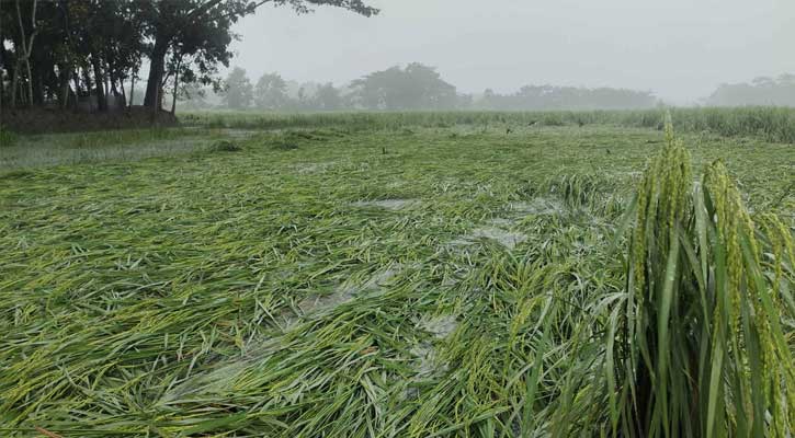 বৃষ্টি-ঝোড়ো বাতাসে উপকূলে ব্যাপক ক্ষয়ক্ষতি