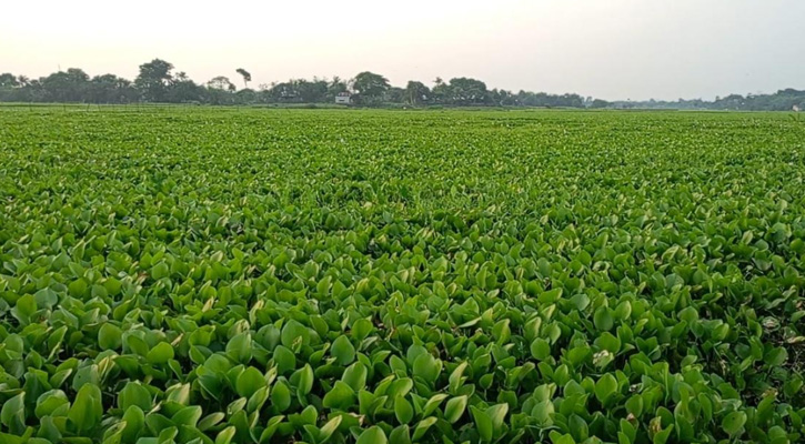 সংস্কারের অভাবে কচুরিপানায় ভরা সিংগাইরের দুটি প্রাকৃতিক জলাধার