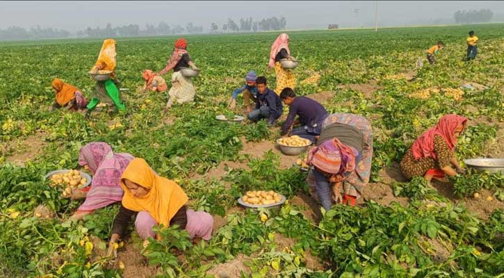 আগাম আলুর বাজারে ধস, খরচও তুলতে পারছেন না কৃষক