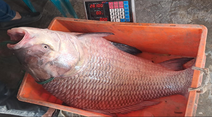 পদ্মায় ধরা ২৮ কেজির কাতল ৫৩ হাজার টাকায় বিক্রি