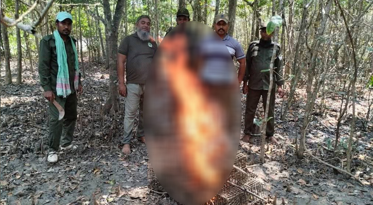 সুন্দরবনে আবারও  হরিণ শিকারের ফাঁদ ও নিষিদ্ধ কাঁকড়া ধরার চারু উদ্ধার
