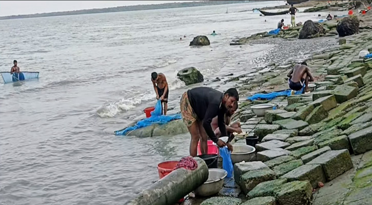 মোরেলগঞ্জে পানগুছির জোয়ার-ভাটায় রেণু পোনা ধরে চলে তাদের সংসার
