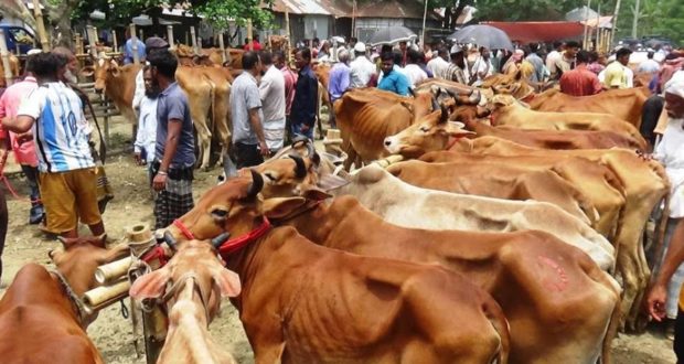 জমে উঠেছে কচুয়া গুয়ারুল বাজারের গরুর হাট