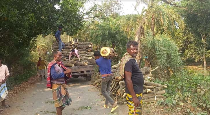 লালপুরে কেটে ফেলা হচ্ছে রাস্তার পাশের গাছ