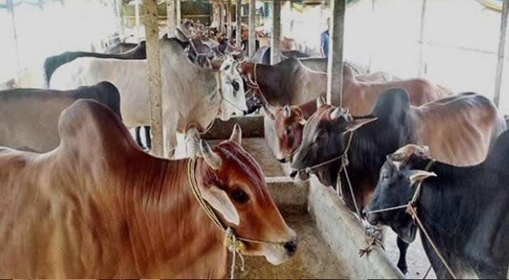 ঈদ সামনে রেখে গরু মোটাতাজাকরনণ ব্যস্ত সময় পার করছেন খামারিরা