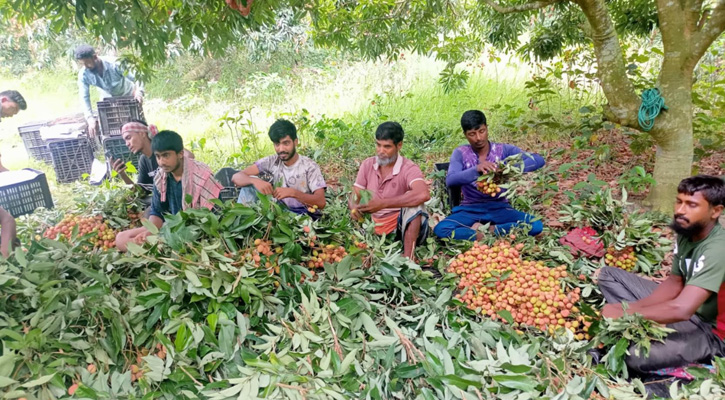ফরিদপুরে বৃষ্টির অভাবে লিচুর ফলনে ভাটা, কৃষকদের মুখে হতাশার সুর