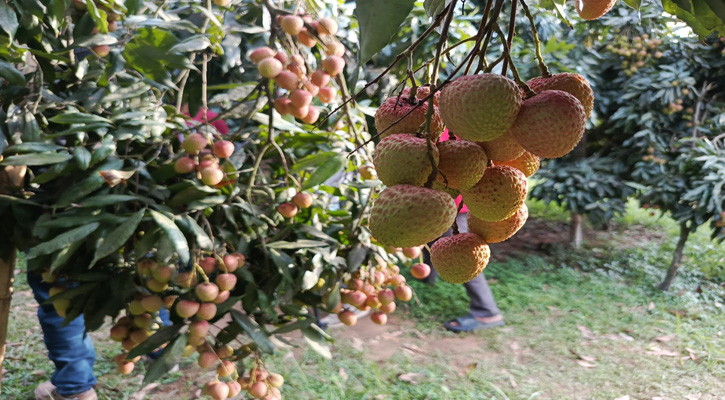ব্রাহ্মণবাড়িয়ার বিজয়নগরে গাছে গাছে ঝুলছে রসালো লিচু
