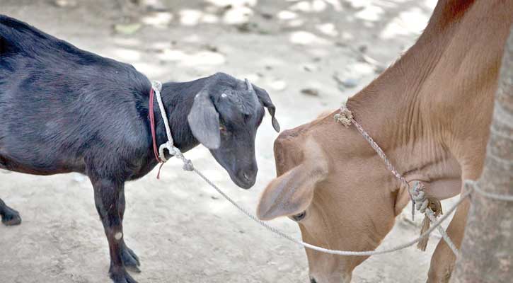 সাতক্ষীরায় ৩ দিনে ৪৪ গরু-ছাগলের মৃত্যু, আক্রান্ত শতাধিক