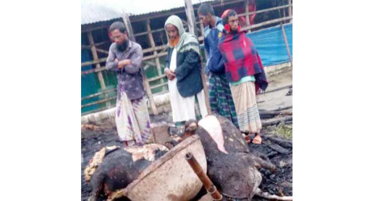 কেন্দুয়ায় গোয়াল ঘরে আগুন; দুই গরু ও ঘর পুড়ে ছাই