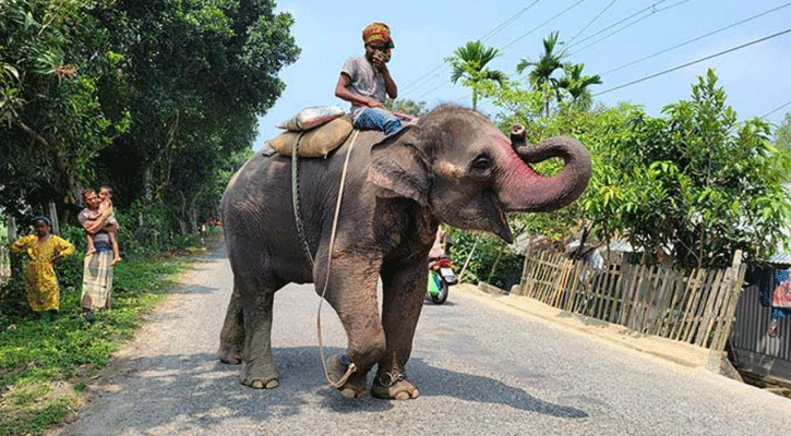 আয় না থাকায় সার্কাসের হাতি ভাঙ্গুড়ার রাস্তায়