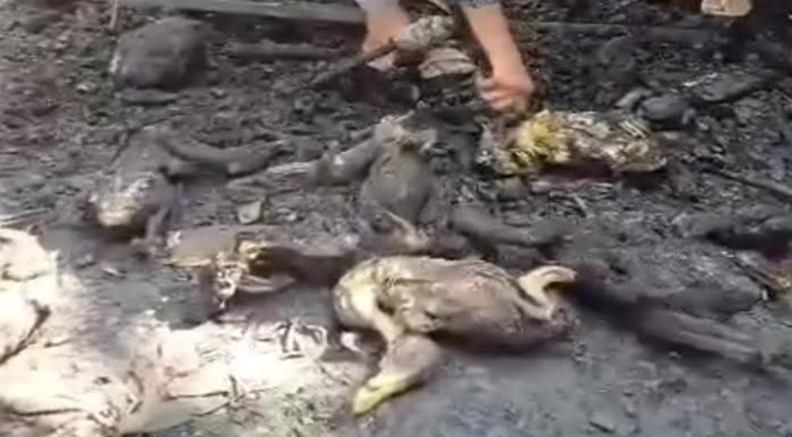 বাউফলে দুর্বৃত্তের দেয়া আগুনে গরু-ছাগলসহ অর্ধশত হাঁস-মুরগী  ভস্মীভূত