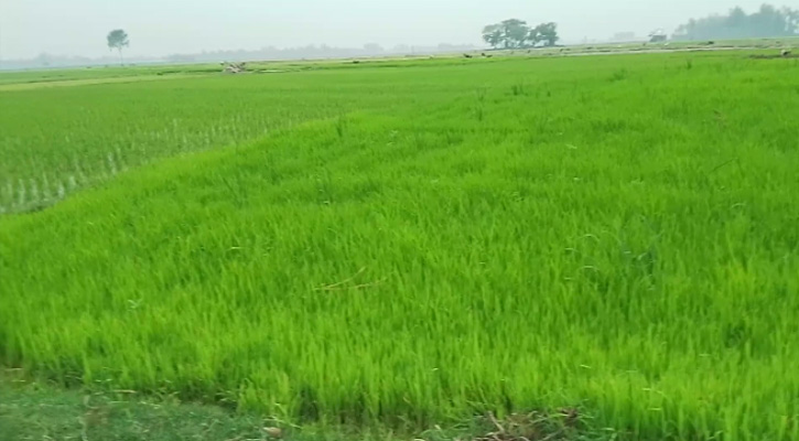 প্রভাবশালীদের জমি চাষে বাধা কাঁদছেন কৃষক
