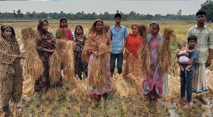 মান্দায় জমি বিরোধে বিপাকে কৃষক, মাঠেই নষ্ট হচ্ছে ধান