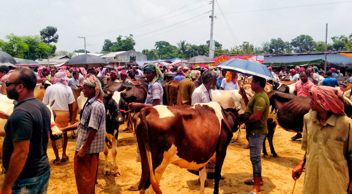 ভাঙ্গুড়ায় জমে উঠেছে কোরবানির পশুর হাট
