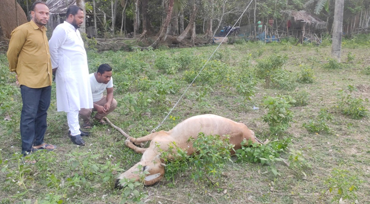 শরণখোলায় বিদ্যুৎস্পৃষ্ট হয়ে গরুর মৃত্যু