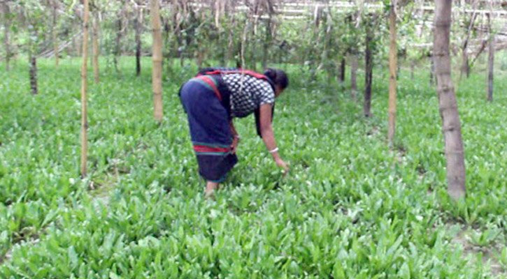 বিলাতি ধনে পাতা চাষে স্বাবলম্বী পাহাড়ি কৃষকরা