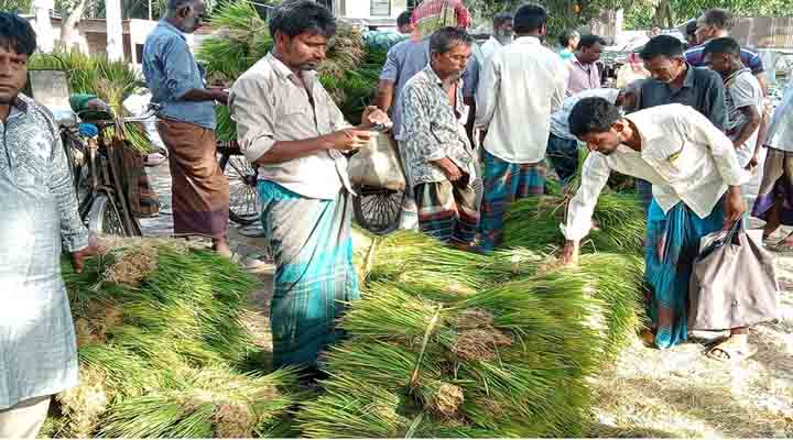 রোপা আমন চারা রোপনে ব্যস্ত চাষিরা