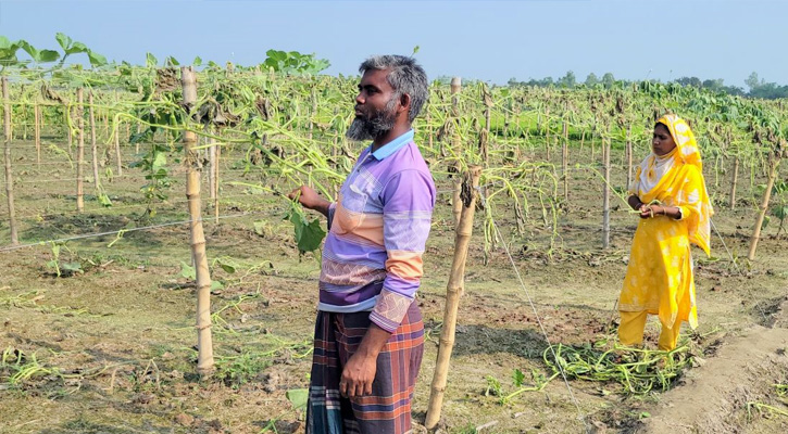 ঠাকুরগাঁওয়ে ৩ একর জমির লাউগাছ কাটল দুর্বৃত্তরা! কৃষক দম্পতির আহাজারি