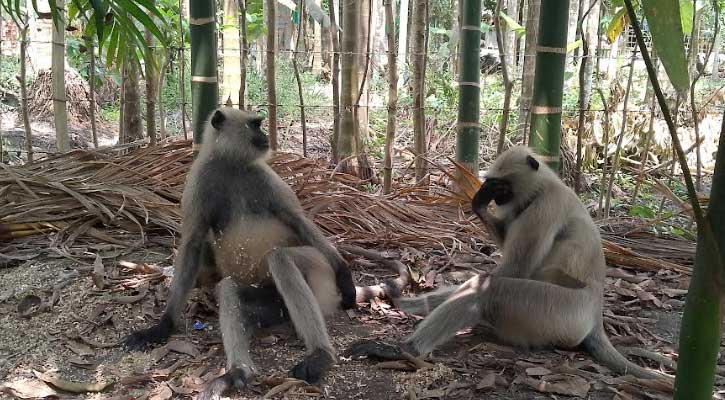 রামপালে লোকালয়ে ঘুরছে দুটি হনুমান