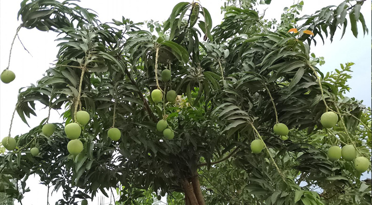তানোরে আমের গাছে বাম্পার ফলন, চাষিদের চোখে মুখে রঙিন স্বপ্ন