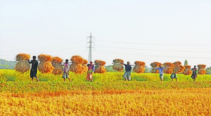 রাঙ্গুনিয়ায় ‘শস্য ভান্ডারে’ সোনালি উৎসব