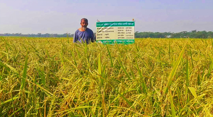 মোরেলগঞ্জে আমনের বাম্পার ফলন, মুল্য নিয়ে শঙ্কা