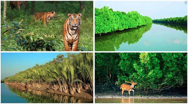 সবুজের টানে ভ্রমণপিপাসুরা সুন্দরবনে